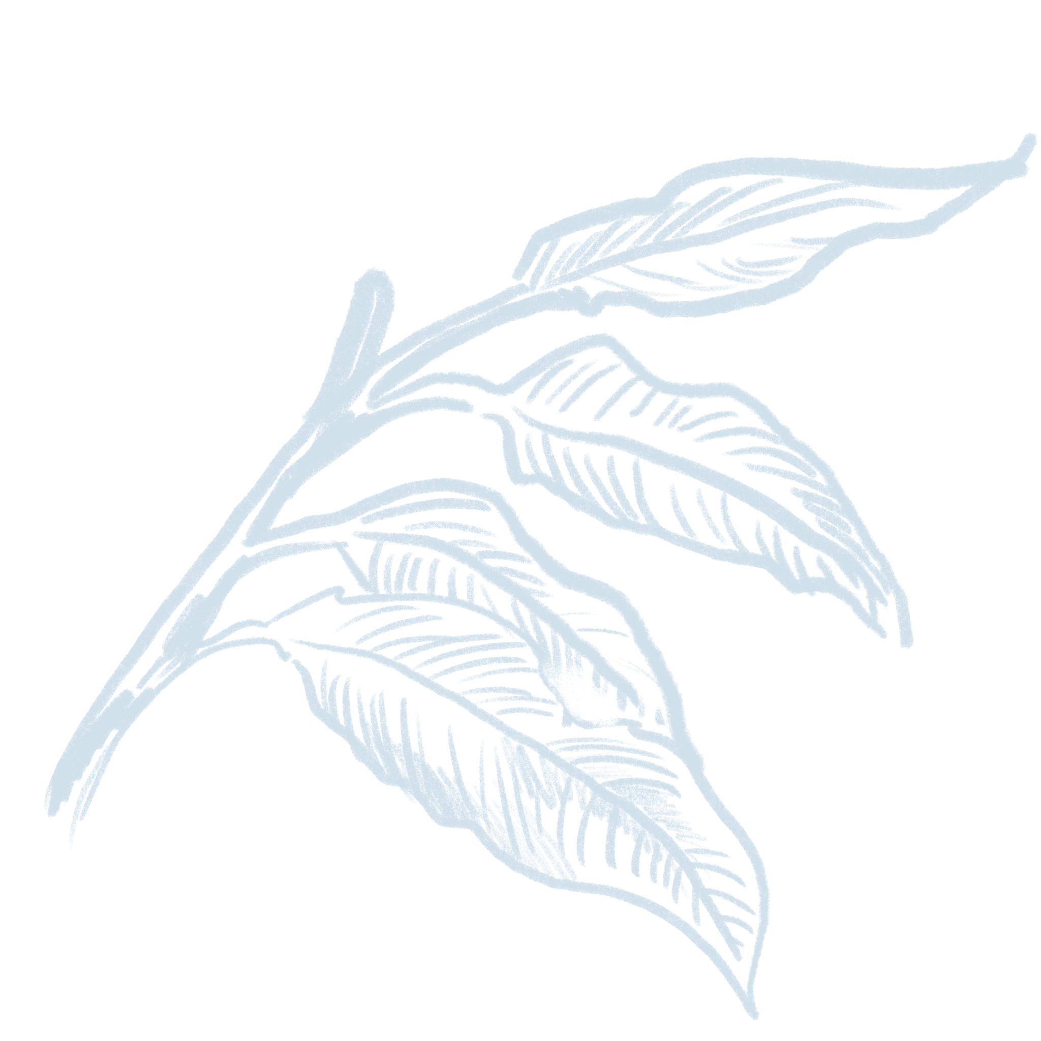 Light Blue Plant